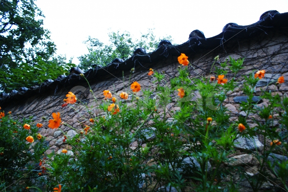 풍경사진,식물,남사예담촌,한옥마을,여름,담벼락,감성사진,식물,자연,plants,nature,꽃,flower,한국전통,한국문화,korean traditional,korean culture