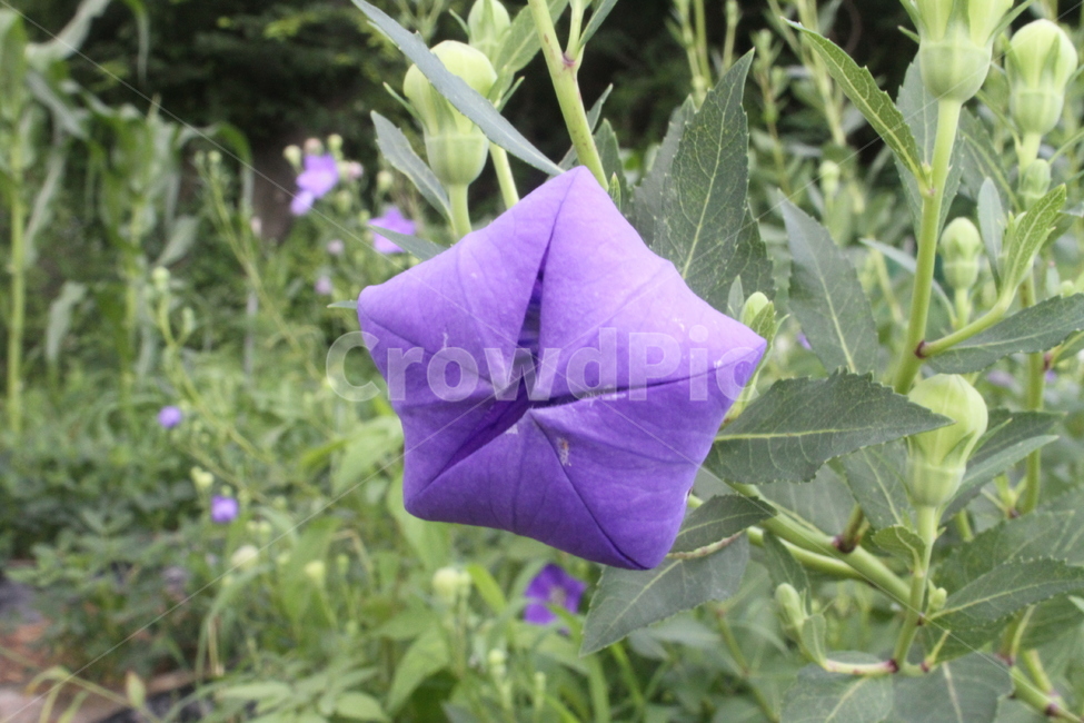 꽃,도라지,도라지꽃,식물,약초,Balloonflower,식물,자연,plants,nature,꽃,flower