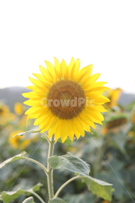 해바라기,가을,감성사진,꽃,플라워,식물,자연,plants,nature,꽃,flower