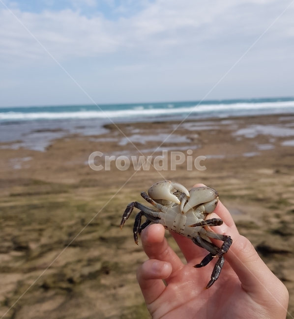 바다,sea,sky,stone,crab,hand,cloud,nature,동물,animal
