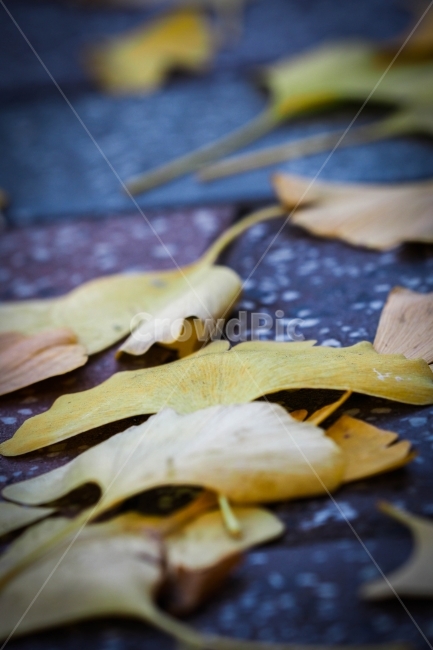 계절,가을,낙엽,은행잎,자연,가을,계절,fall,autumn,season,식물,자연,plants,nature,leaf,잎,plant