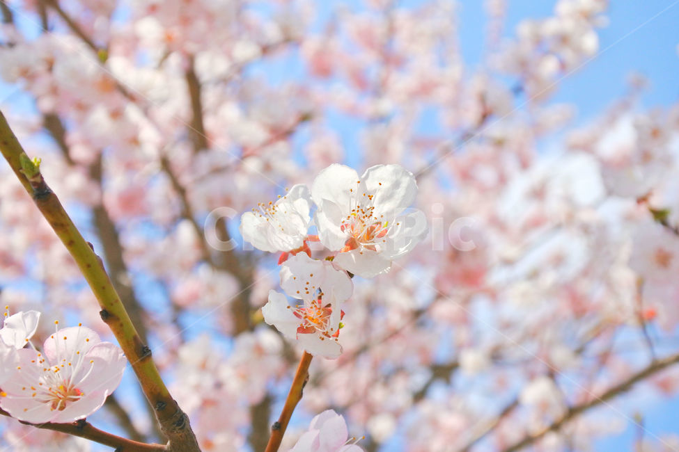 봄,꽃,감성사진,살구,살구꽃,연분홍,분홍,색감,자연,sky,pink,flower,봄,계절,spring,season,식물,자연,plants,nature,꽃,flower,plant,blossom