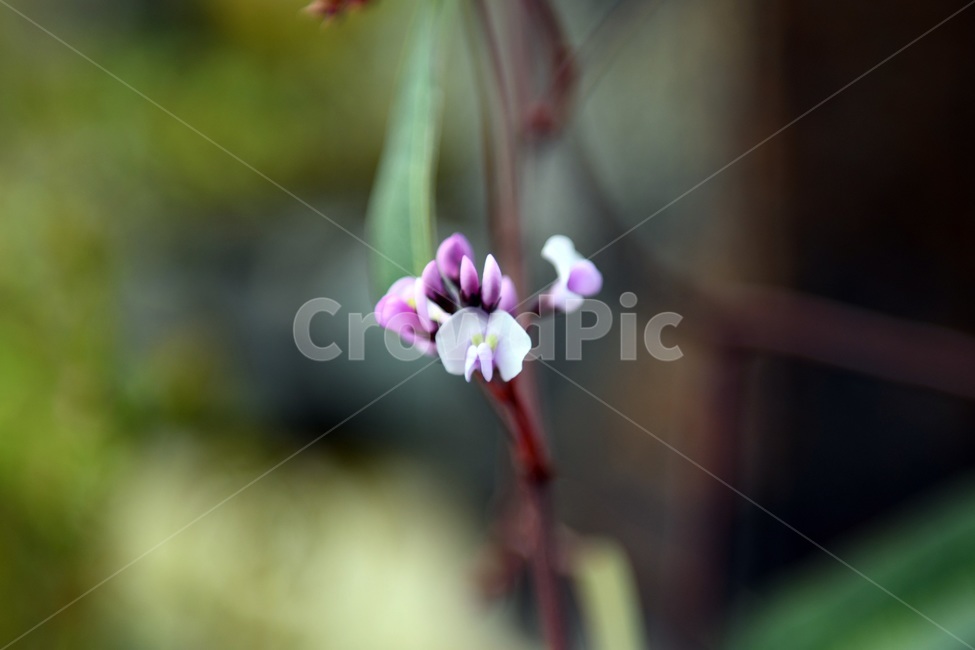식물,꽃,감성사진,자연,flower,꽃사진,봄,봄꽃,계절,감성,4월,spring,힐링,자연풍경,풍경,봄,계절,spring,season,식물,자연,plants,nature,꽃,flower,plant,blossom,geranium,제라늄