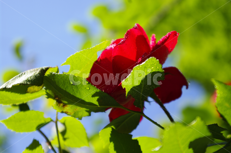 꽃,식물,flower,plant,장미,식물,자연,plants,nature,꽃,flower