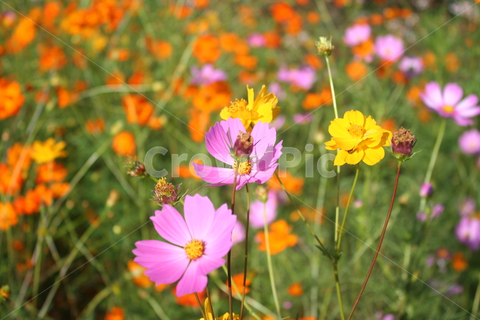 코스모스,황코스모스,flower,꽃,가을꽃,가을,계절,fall,autumn,season,식물,자연,plants,nature,꽃,flower,geranium,제라늄,blossom,plant,petal,꽃잎,anemone,아네모네