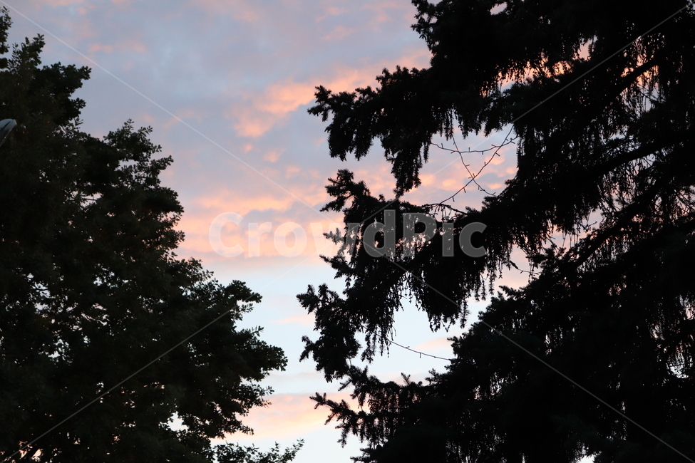 자연,풍경,하늘,핑크하늘,노을,나무,핑크구름,구름,sky,cloud,tree,sunset,석양