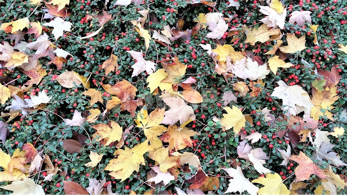 낙옆,가을,자연,감성,잔디,가을,계절,fall,autumn,season,leaf,잎,plant,식물,tree,나무