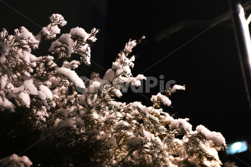 눈,나무,저녁,겨울,눈꽃,겨울,계절,winter,season,야경,밤,풍경,nightscape,night,landscape,식물,자연,plants,nature,plant