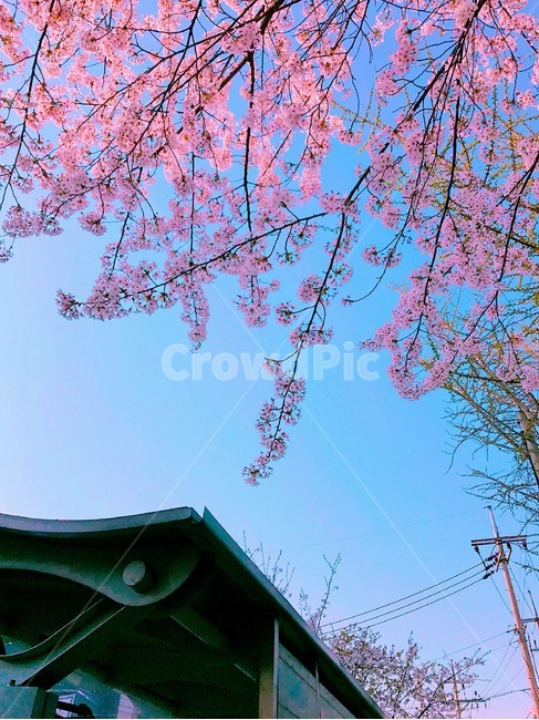 벚꽃,봄,나무,감성사진,필름,봄,계절,spring,season,plant,식물