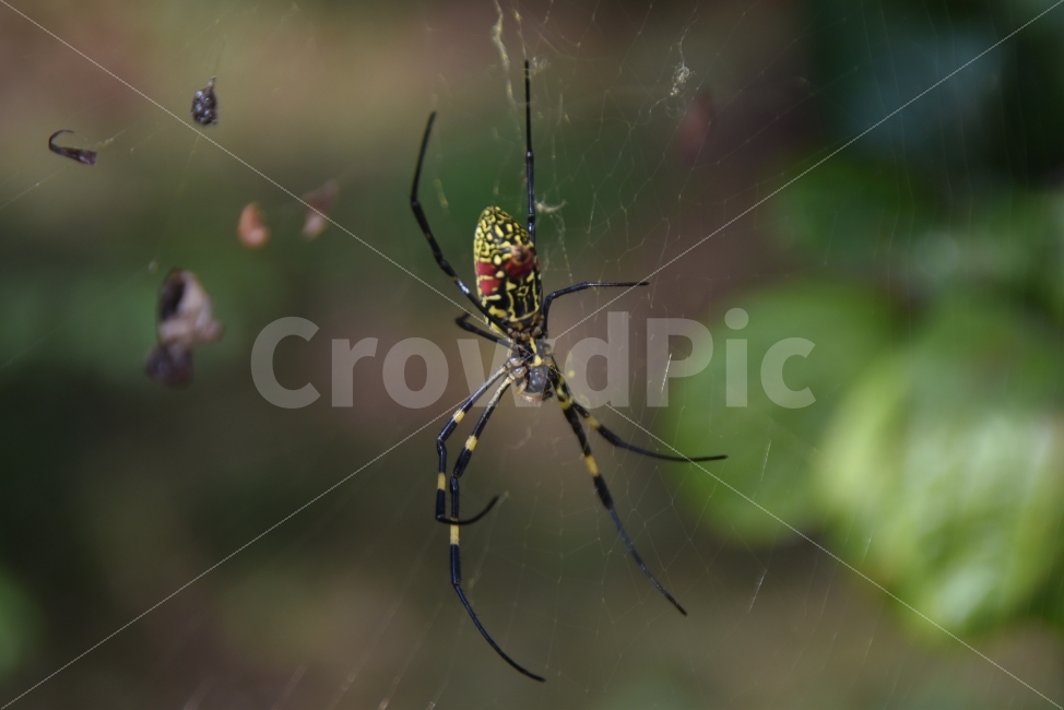 거미,무당거미,절지류,곤충,벌레,거미줄,자연,동물,animal,곤충,벌레,insect,bug
