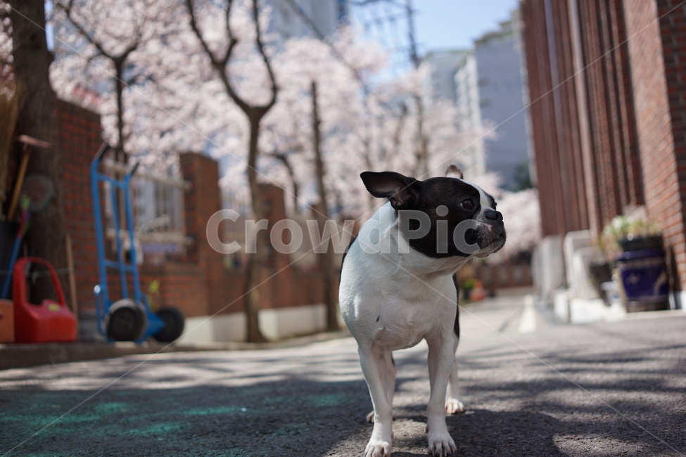 강아지,보스턴테리어,봄,댕댕이,보테,동물,animal,포유류,mammal,개,강아지,dog,doggy