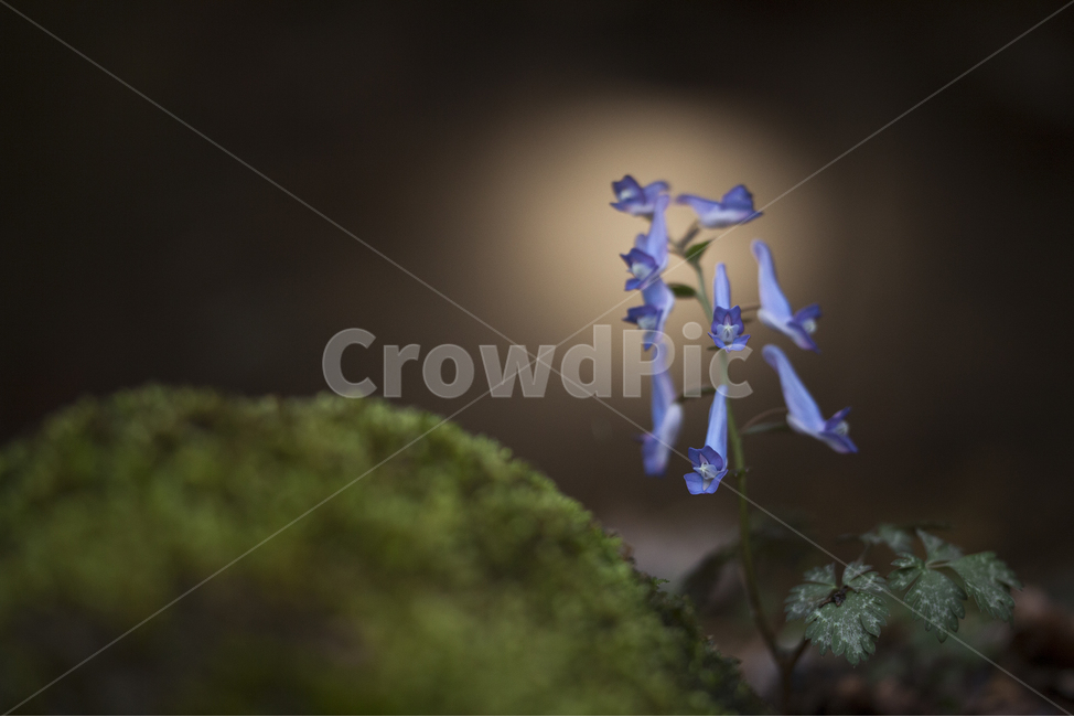 현호색,봄꽃,야생화,들꽃,봄의꽃,봄,계절,spring,season,식물,자연,plants,nature,꽃,flower,plant