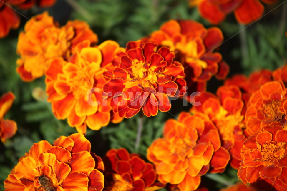 메리골드,꽃,식물,marigold,국화과,만수국,식물,자연,plants,nature,꽃,flower