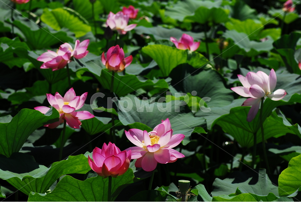 꽃,연꽃,궁남지,불교,여름,식물,자연,plants,nature,꽃,flower