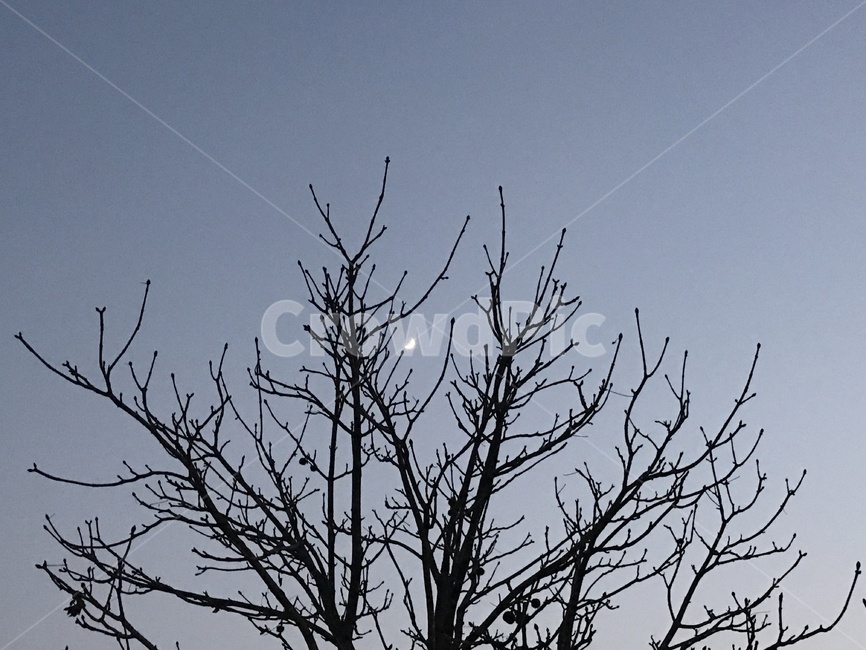 silhouette,실루엣,나무,식물,tree