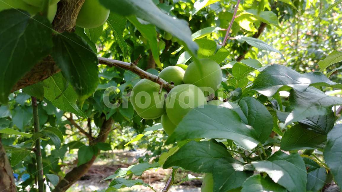 plant,식물,food,음식,fruit,과일,생산액,produce,매실,과실,과일,열매,fruit
