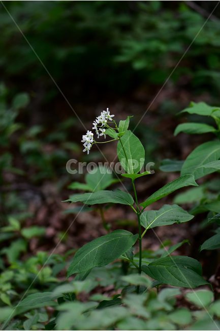 민백미꽃,야생화,꽃,식물,자연,생태,플라워,flower,plants,nature,식물,자연,plants,nature,꽃,flower