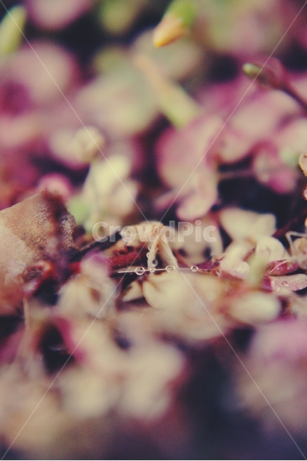 풀,grass,이슬,dew,새벽,아침,morning,감성,sensible,feeling