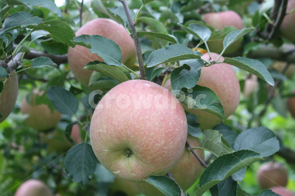 사과,과일,food,식품,식물,apple,과일,열매,fruit