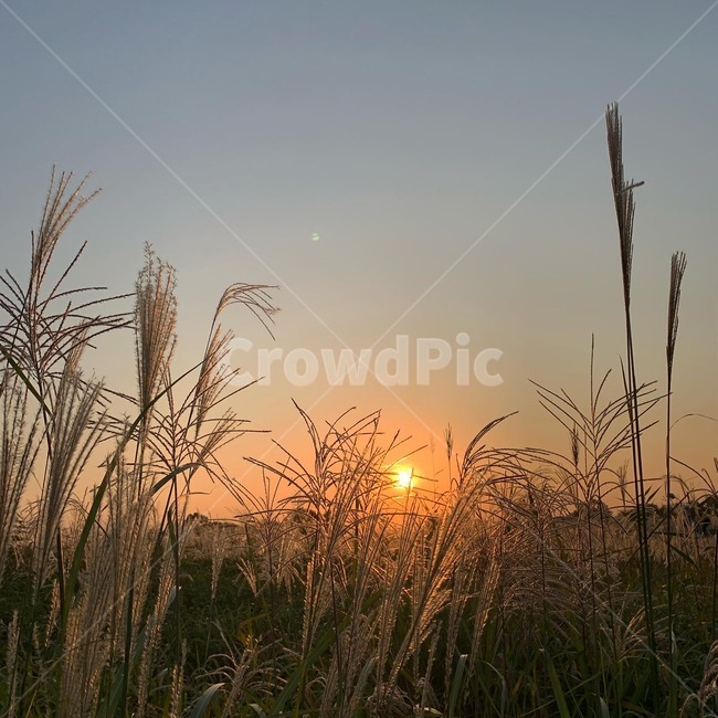 갈대,억새,가을,하늘,풍경,fall,autumm,sky,grass,가을,계절,fall,autumn,season,식물,자연,plants,nature,plant,잔디,lawn