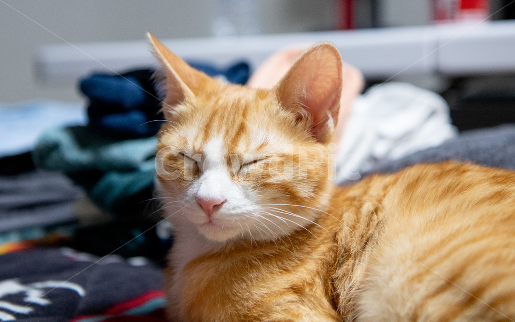 cheese cat,Korean Shorthair,cat,nose short,Cheese tabby