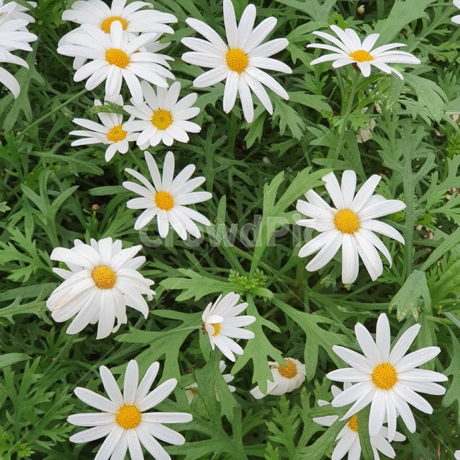 하얀꽃,식물,데이지,꽃,plant