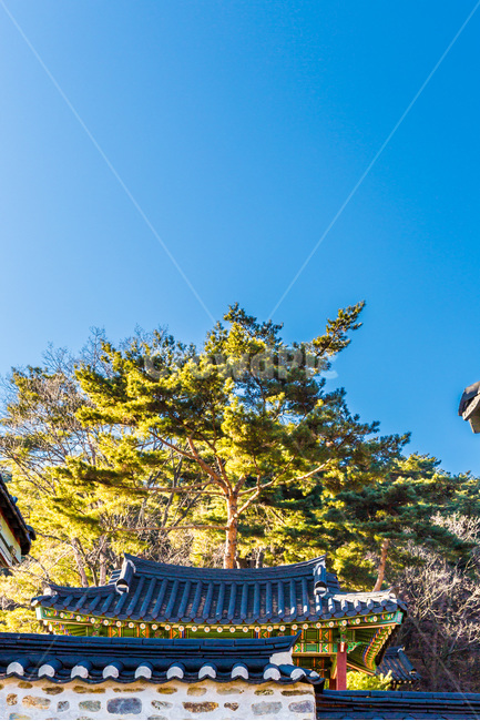 행성,고궁,문화유산,기와,소나무,한국전통,한국문화,korean traditional,korean culture,건축물,건물외관,exterior,building,structure,architecture,construction