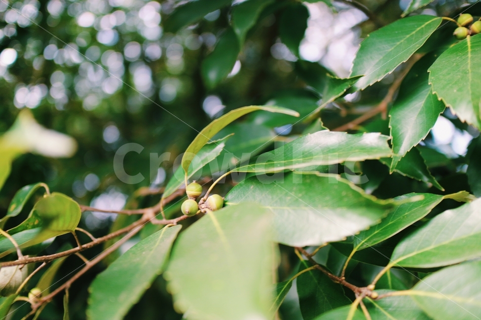 도토리,곶자왈,자연,숲,나무,가을,식물,자연,plants,nature,감성,sensible,feeling
