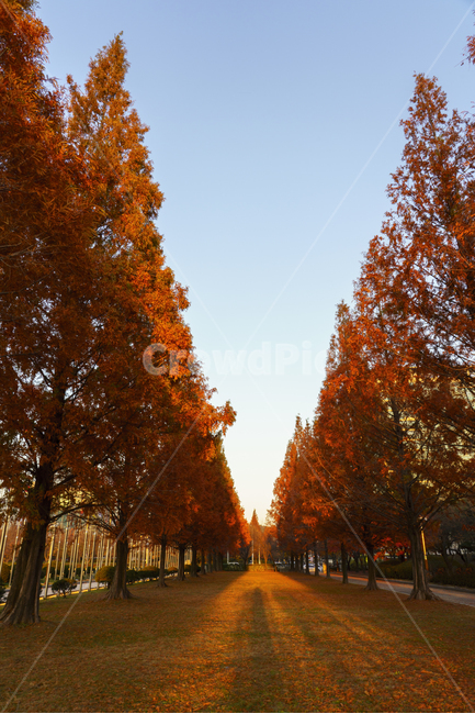 나무,메타,메타세콰이어,붉은,감성,tree,metasequoia,낙엽,파란하늘,가을,노을빛,autumn,fall,red,mood,분위기,고즈넉한,조용한,calm,길,road,숲,wood,가을,계절,fall,autumn,season,자연,풍경,nature,landscape,plant,식물