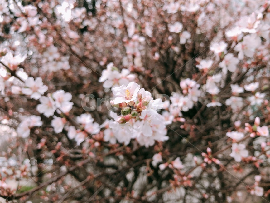 plant,flower,꽃,식물,벗꽃