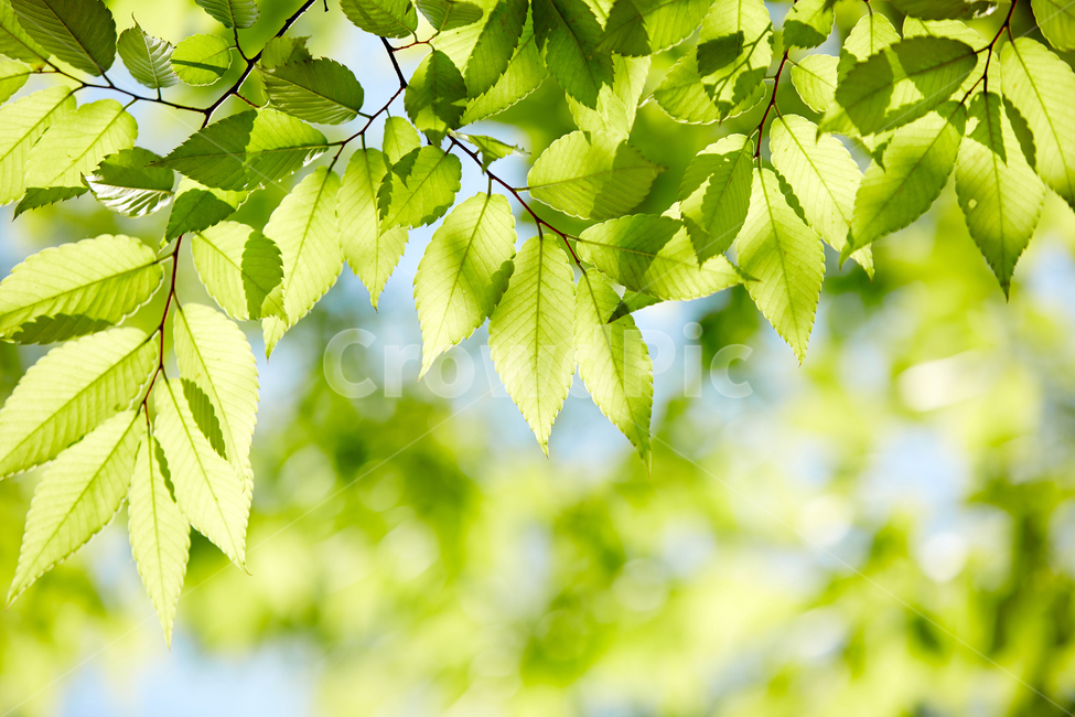 나뭇잎,잎,식물,빛,깨끗함,햇빛,여름,녹색,배경,식물,자연,plants,nature