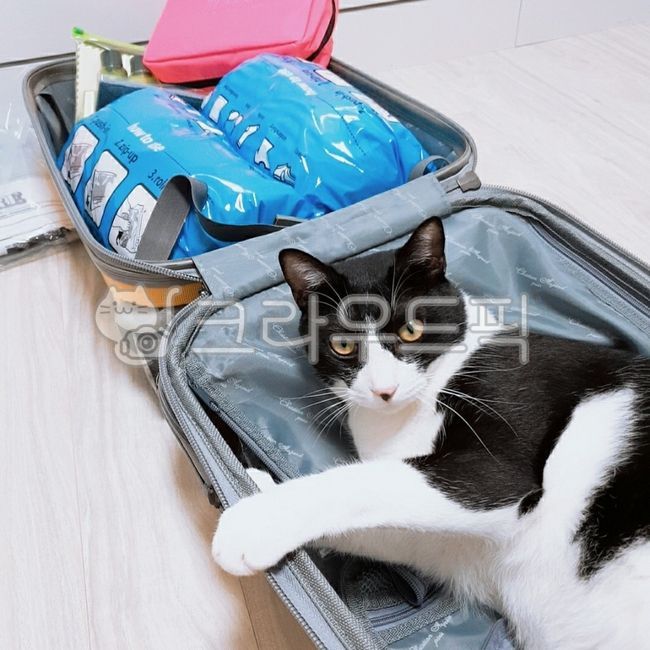 Pets,male cat,cat,nose short,mammalia,tuxedo cat,pet