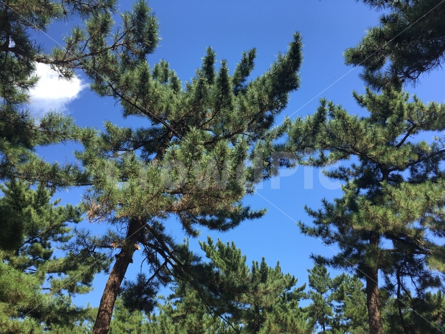 소나무,가을하늘,하늘,숲,여행,캠핑,하느,자연,풍경,nature,landscape,tree,나무,plant,식물,fir,전나무,pine,conifer,구과 식물
