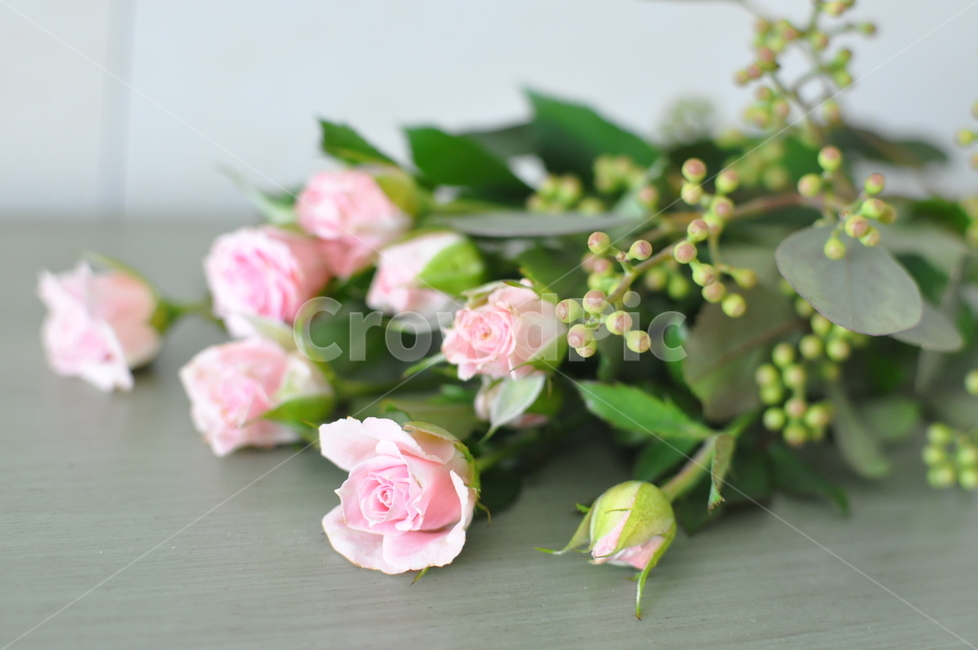 plant,식물,blossom,flower,꽃,rose,장미,미니로즈,꽃배경,축하,기념일,연핑크장미,장미꽃,꽃다발,감성,자연