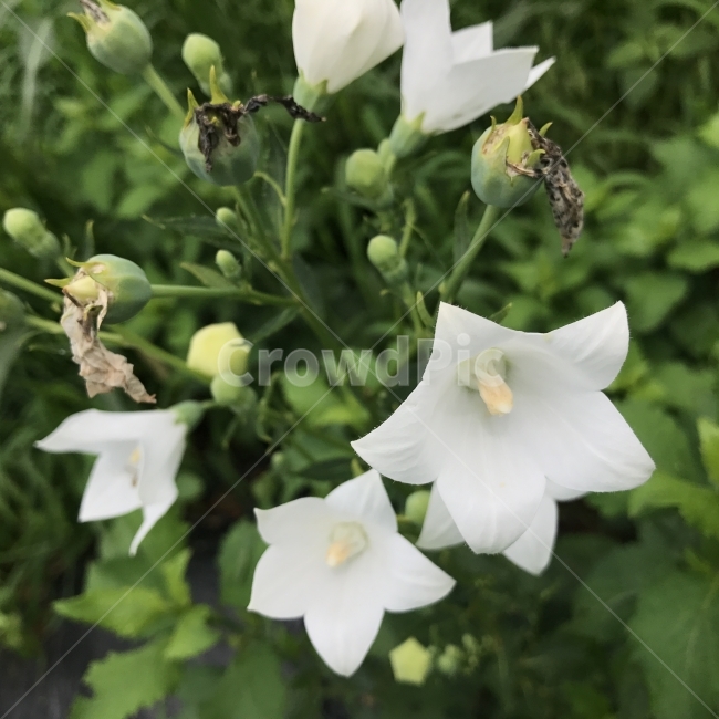 도라지,백도라지,기리경,도래,돌가지,Bellflower,Platycodon,초롱꽃과,여러해살이풀,Platycodongrandiflorum,열매식물,관상용,식용,약용,약재,나물,사포닌,길경,백약,경초,고경,한방약재,식물,꽃,흰꽃,Flower,식물,자연,plants,nature,꽃,flower