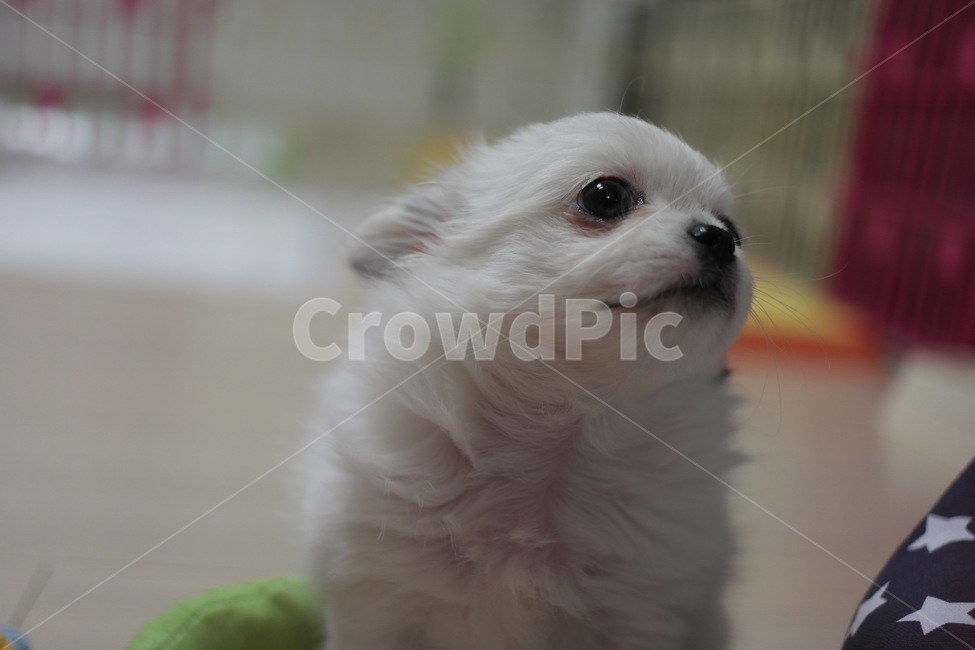 개,강아지,장모치와와,애견,동물,동물,animal,포유류,mammal,개,강아지,dog,doggy