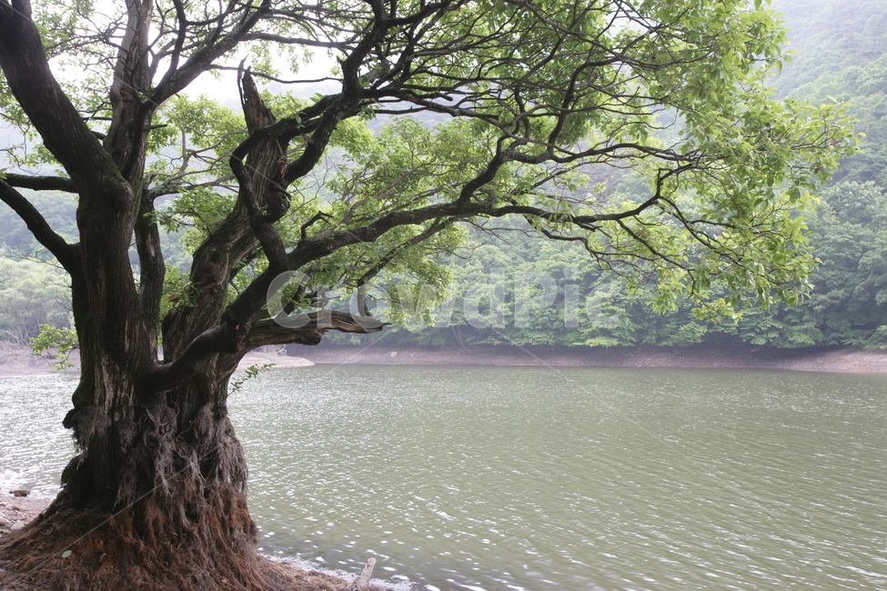 plant,식물,tree,나무,treetrunk,나무줄기,water,물,호수