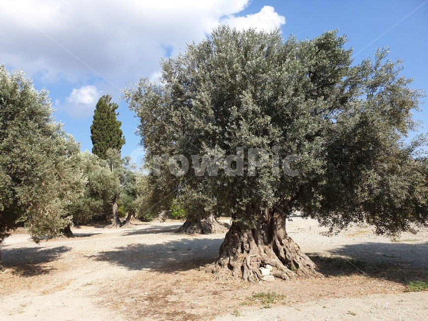 plant,식물,tree,나무,올리브나무,자연,풍경,nature,landscape