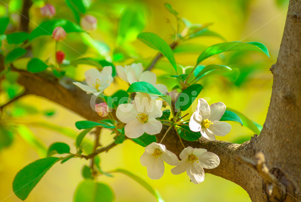 봄,꽃,사과꽃,나무,초록,봄,계절,spring,season,식물,자연,plants,nature,꽃,flower,plant