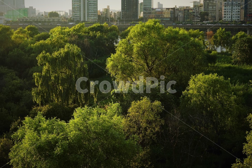 밤섬,한강,서울,풍경,bamseom,island,forest,green,hanriver,seoul,nature,Hanriver,landscape,environment,자연,숲,도시,풍경,city,landscape