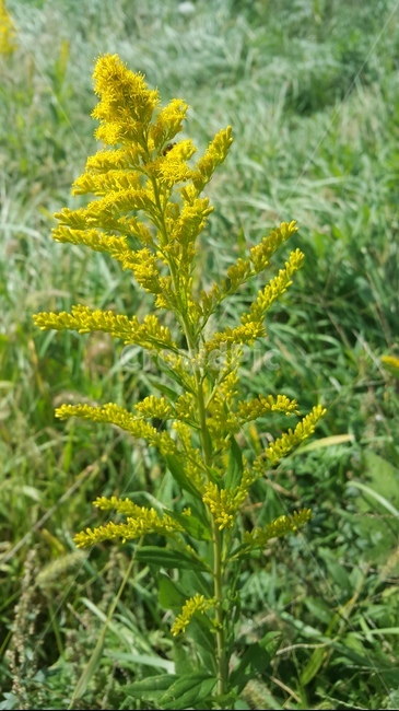 봄,꽃,spring,flower,식물,식물,자연,plants,nature,꽃,flower