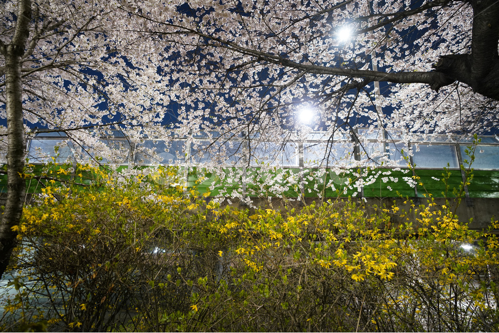 신대방역,벚꽃,벚꽃길,구로디지털단지역,산책로,벚꽃나무,벚꽃축제,야경,야화,cherryblossom,blossom,nightview,봄,계절,spring,season,야경,밤,풍경,nightscape,night,landscape,식물,자연,plants,nature,꽃,flower,나무,trees,wood,plant