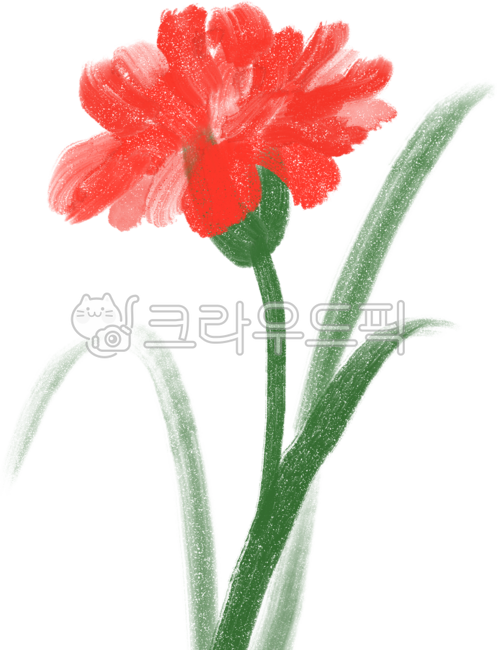 카네이션,어버이날,스승의날,선물,꽃,감사,가정의달,감사해요,고마워요,꽃다발