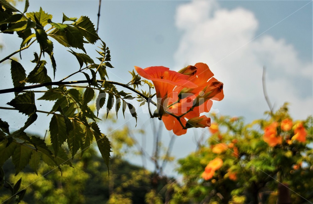능소화,금등화,꿀풀목,관상수,식물,나무,자연,식물,자연,plants,nature,꽃,flower