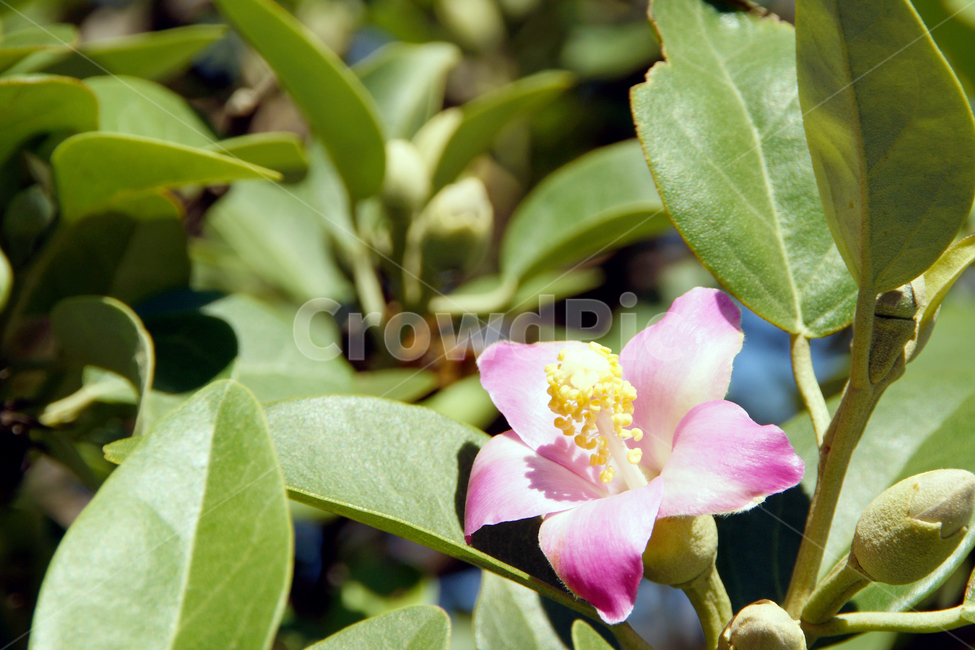 꽃,나뭇잎,수술,꽃잎,봉우리,leaf,flower,식물,자연,plants,nature,꽃,flower