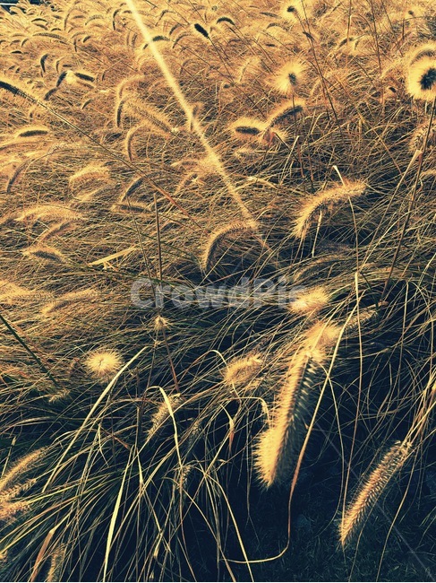 강아지풀,가을,광교호수,outdoors,자연,nature,가을,계절,fall,autumn,season,옥외