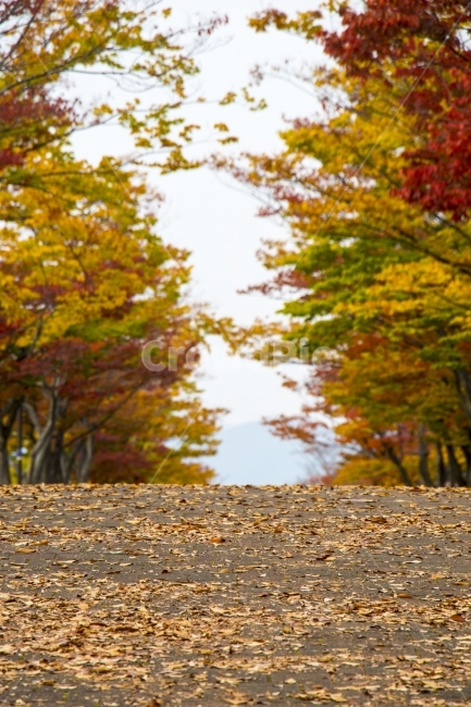 사진,디자인,소스,포토,사진자료,배경,배경사진,백그라운드,한국,동양,아시아,풍경,자연,환경,실외,낮,오후,저녁,식물,나무,가을,도감,9월,10월,11월,낙엽,단풍,공원,여행,산책,단풍구경,단풍놀이,가을여행,가을,계절,fall,autumn,season,자연,풍경,nature,landscape,tree,plant,tree trunk,나무 줄기