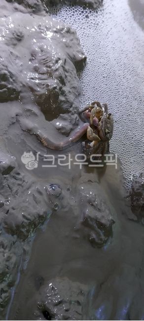 칠게,갲지렁이,뻘,게,해양동물,갯벌