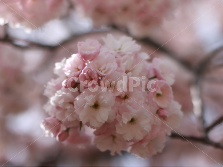 꽃,자연,나뭇잎,겹벚꽃,벚꽃,봄,나무,감성,봄,계절,spring,season,식물,자연,plants,nature,꽃,flower,plant,blossom,cherry blossom