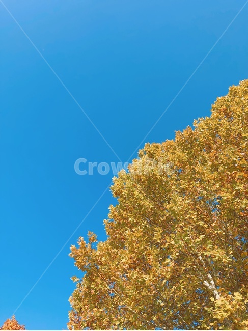 가을,호수,낙엽,하늘,공원,단풍,가을,계절,fall,autumn,season,자연,풍경,nature,landscape,tree,나무,plant,식물